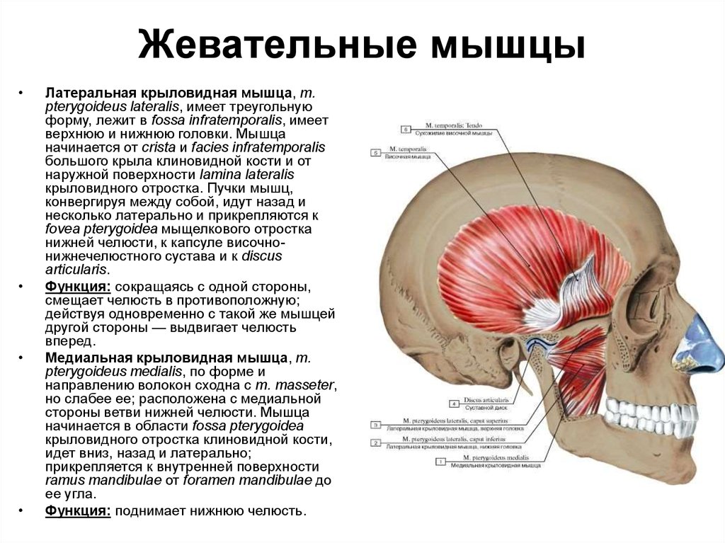 Мышцы артикуляции. Латеральная крыловидная мышца головы. Латеральная крыловидная мышца прикрепление. Латеральная крыловидная мышца анатомия. Верхняя головка боковой крыловидной мышцы.