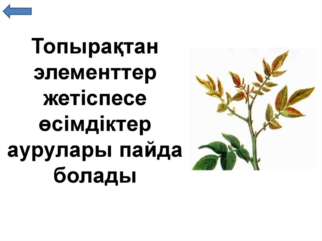 Минералды заттар презентация