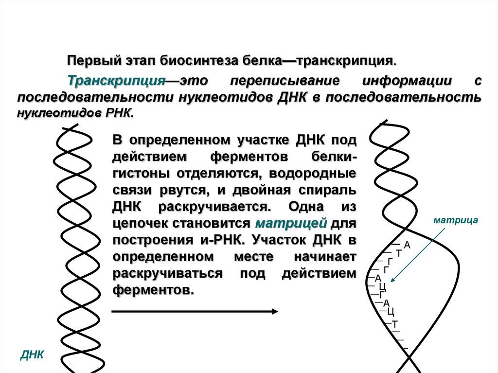 Транскрипция схема ферменты