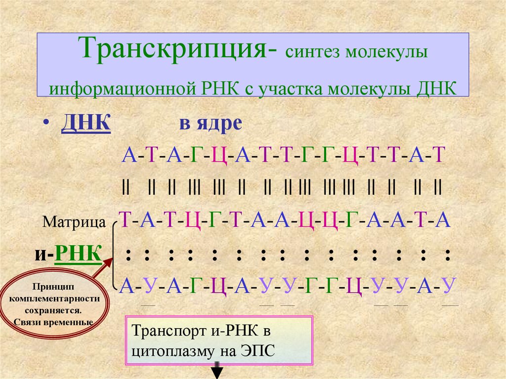 Фрагмент транскрибируемой цепи молекулы днк. Биосинтез белка транскрипция а-т г-ц. Биосинтез белка принцип комплементарности. Транскрипция РНК. Транскрипция это Синтез.