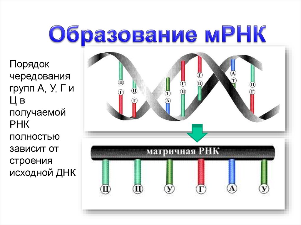 А т ц г рнк. Матричная РНК схема. Матричная РНК строение. Образование и-РНК по матрице ДНК. Транскрипция МРНК.