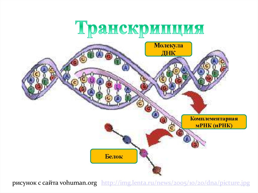 Формирование рнк. Схема транскрипции ИРНК. Синтеза белка ДНК схема. Схема транскрипции синтеза белка. Транскрипция и трансляция ДНК Синтез белка.
