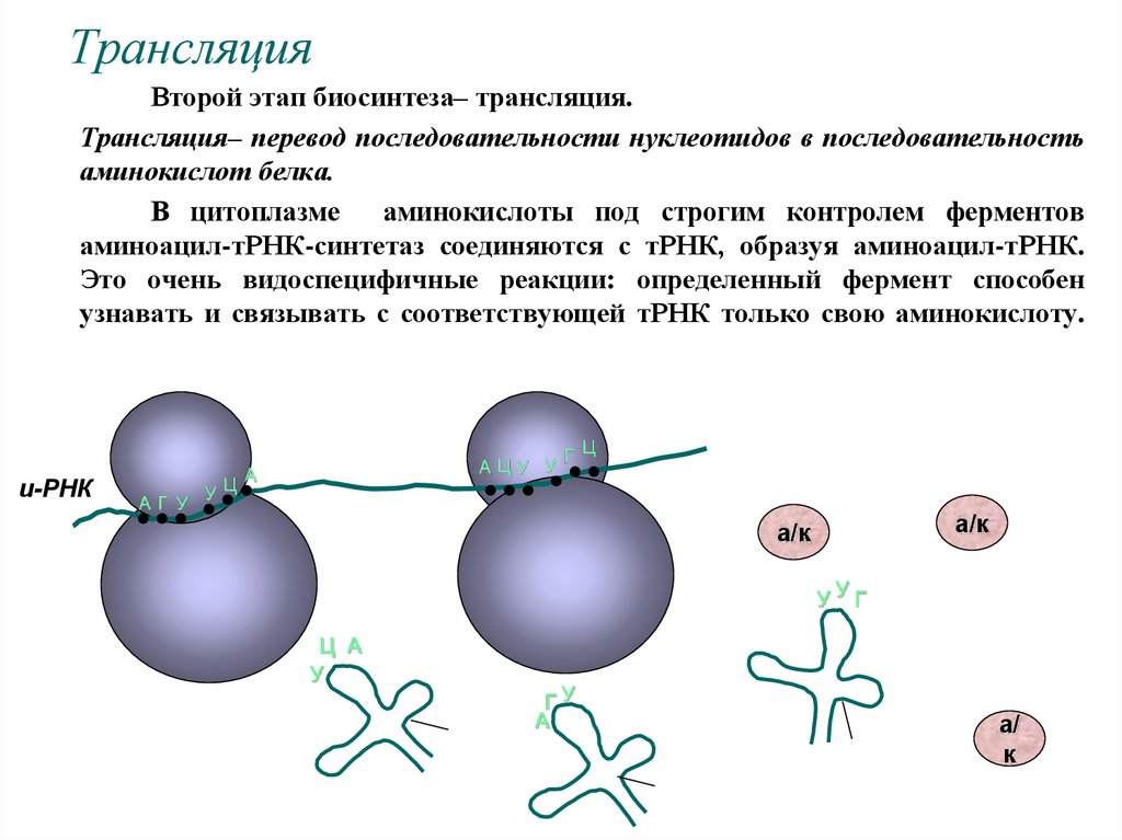 Второй этап трансляции. Трансляция второй этап биосинтеза белка. Этапы трансляции биосинтеза белка. Последовательность этапов биосинтеза белка. Биосинтез белка последовательность белков ферментов.