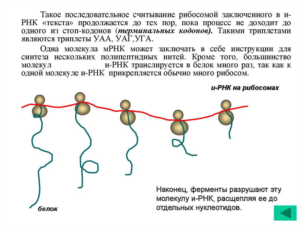 Пока процесс. Рибосома считывает РНК. РНК на которой много рибосом. Считывание ИРНК В рибосоме полюса. РНК откуда начинается считывание.