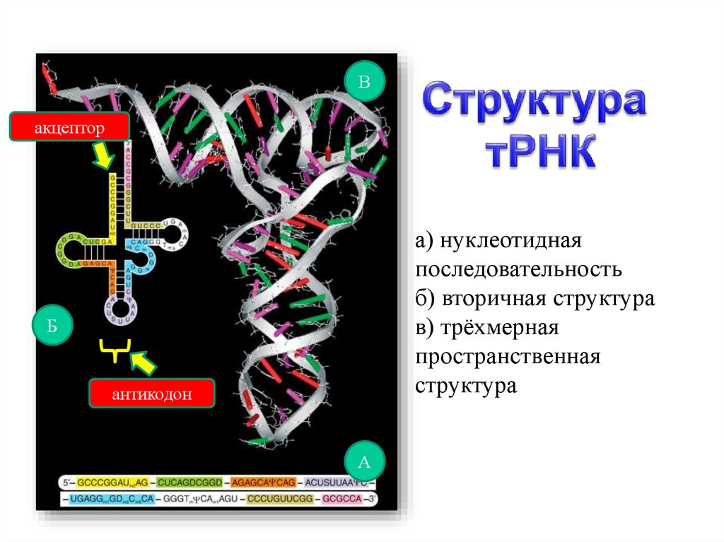 Направление антикодонов трнк