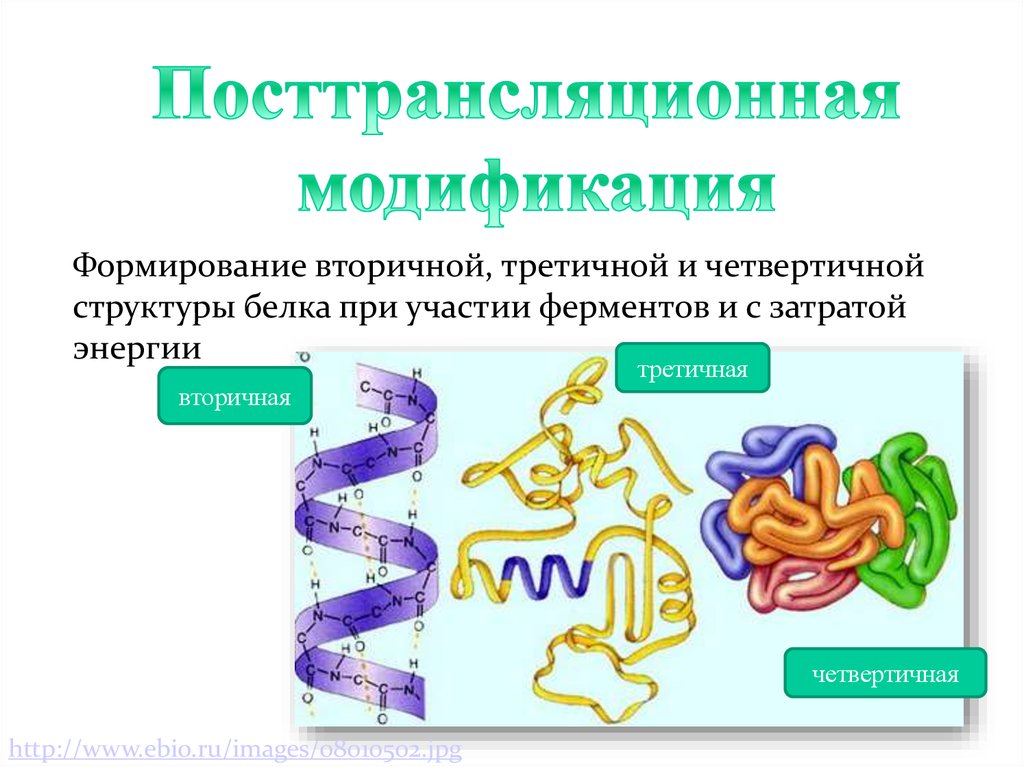 Вторичную структуру белка определяют. Белки первичная вторичная третичная четвертичная структуры. Связи в первичной вторичной третичной и четвертичной структуре белка. Формирование вторичной третичной и четвертичной структуры белка. Белок первичная структура вторичная третичная.