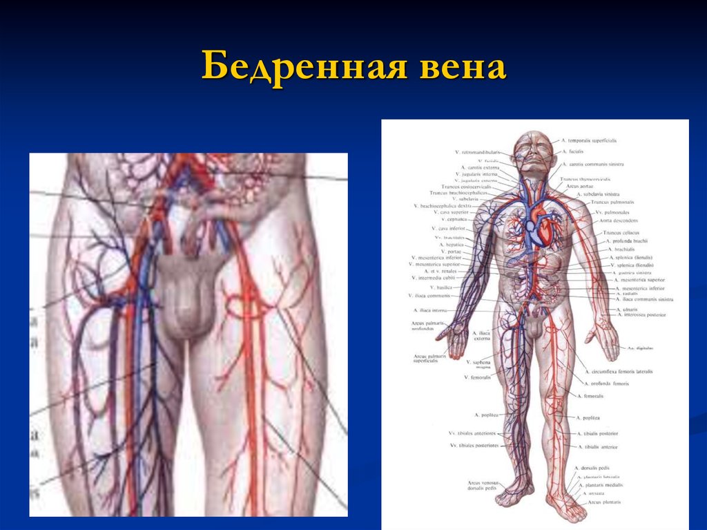 Где находится артерия и вены. Бедренная артерия и Вена анатомия. Притоки бедренной вены анатомия. Анатомия бедренной вены и артерии человека.