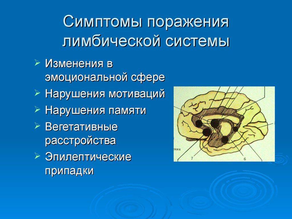 Презентация на тему лимбическая система