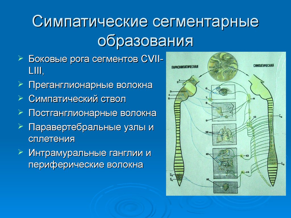 Симпатический отдел вегетативной нервной