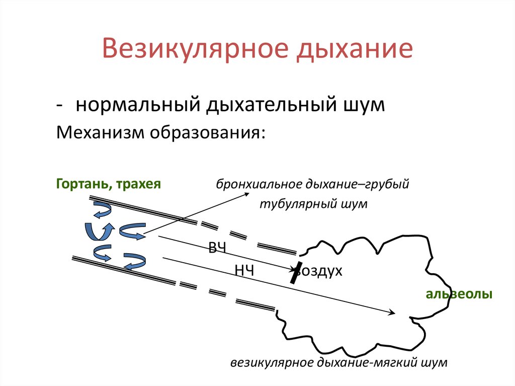 Схема везикулярного дыхания