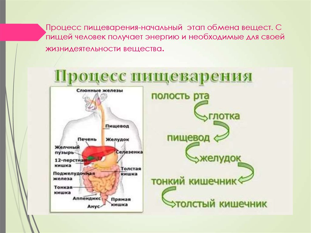 Рот пищевод желудок кишечник. Путь пищи по пищеварительному тракту. Схема пищеварительного процесса у человека. Пищеварительная система человека этапы. Схема прохождения пищи по пищеварительному.