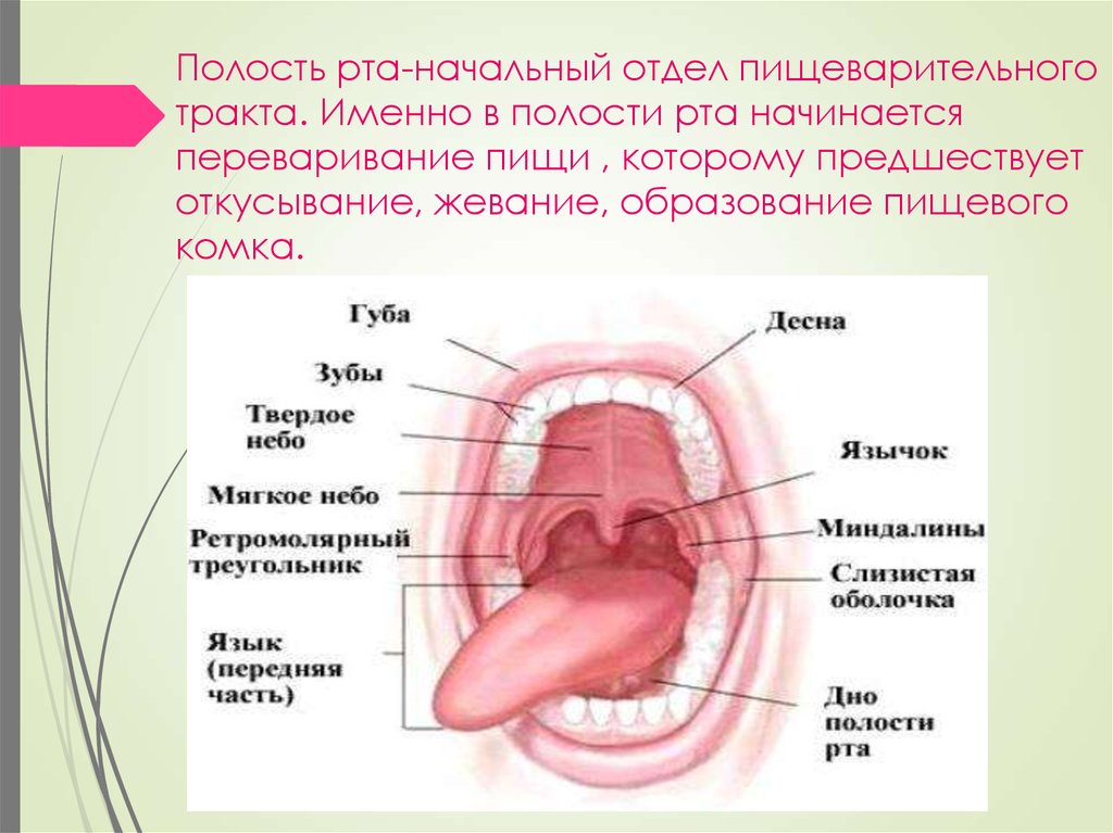 Как называется под. Строение отделы и функции полости рта. Ротовая полость состав строение и функции. Строение верхней части пищеварительного тракта ротовая полость. Строение ротовой полости схема.