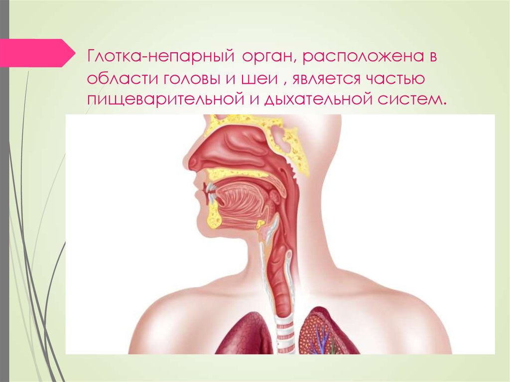 Глотка органы пищеварения. Дыхательная и пищеварительная система человека. Система дыхания и пищеварения. Органы дыхания и пищев. Строение пищеварительной и дыхательной системы.