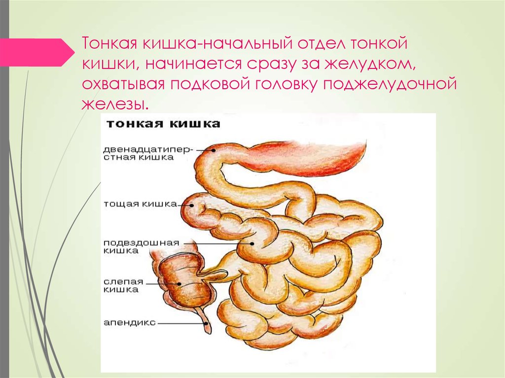 У каких животных короткий кишечник. Отделы тонкой кишки анатомия. Тонкий кишечник строение отделы. Название отделов тонкого кишечника. Отделы тонкого кишечника человека.