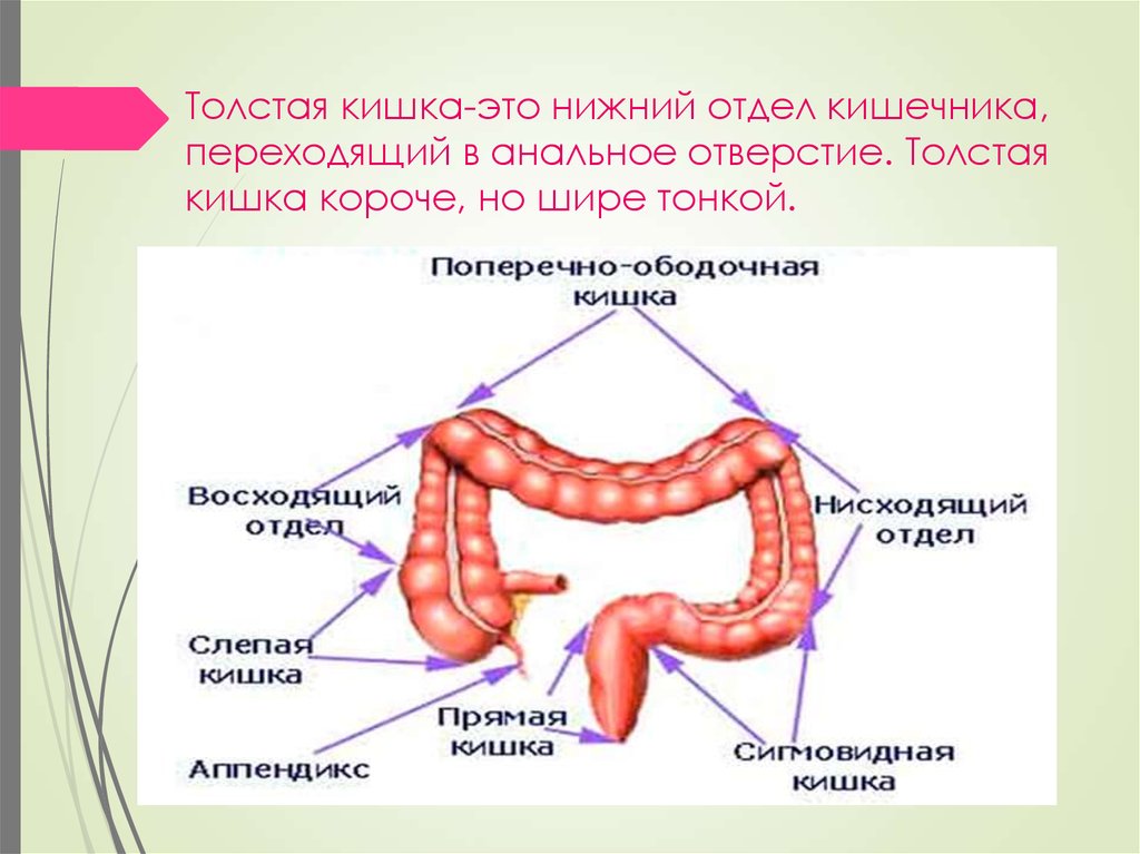 Сигма кишечника. Строение Толстого отдела кишечника. Отделы Толстого кишечника человека анатомия. Толстый и тонкий кишечник отделы и функции. Отделы Толстого кишечника схема.