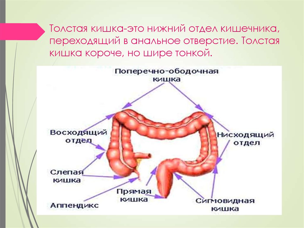 Кишечник человека строение. Строение Толстого отдела кишечника. Перечислите отделы Толстого кишечника. Строение Толстого отдела кишечника человека. Перечислите отделы Толстого кишечника 6.