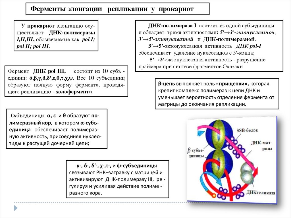 Ферменты днк