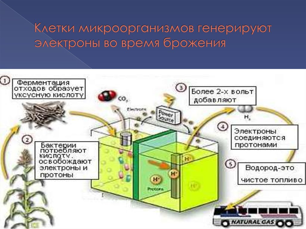 Клетки микроорганизмов генерируют электроны во время брожения
