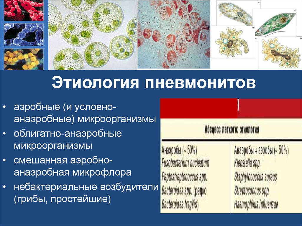 Аэробные бактерии. Аэробные и анаэробные микроорганизмы. Облигатно анаэробные бактерии. Анаэробные микроорганизмы. Аэробные микроорганизмы.