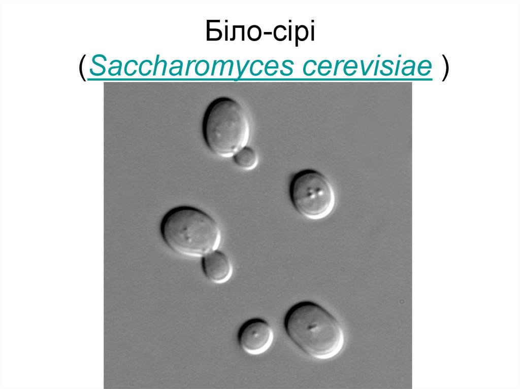 Біло-сірі (Saccharomyces cerevisiae )