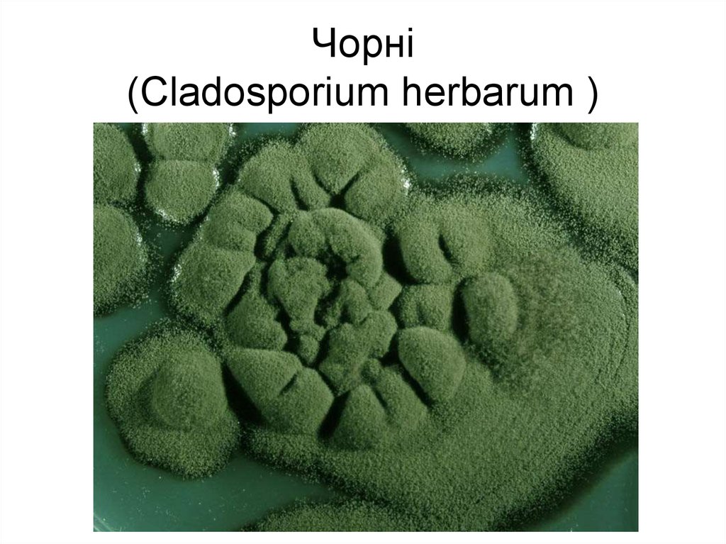 Чорні (Cladosporium herbarum )