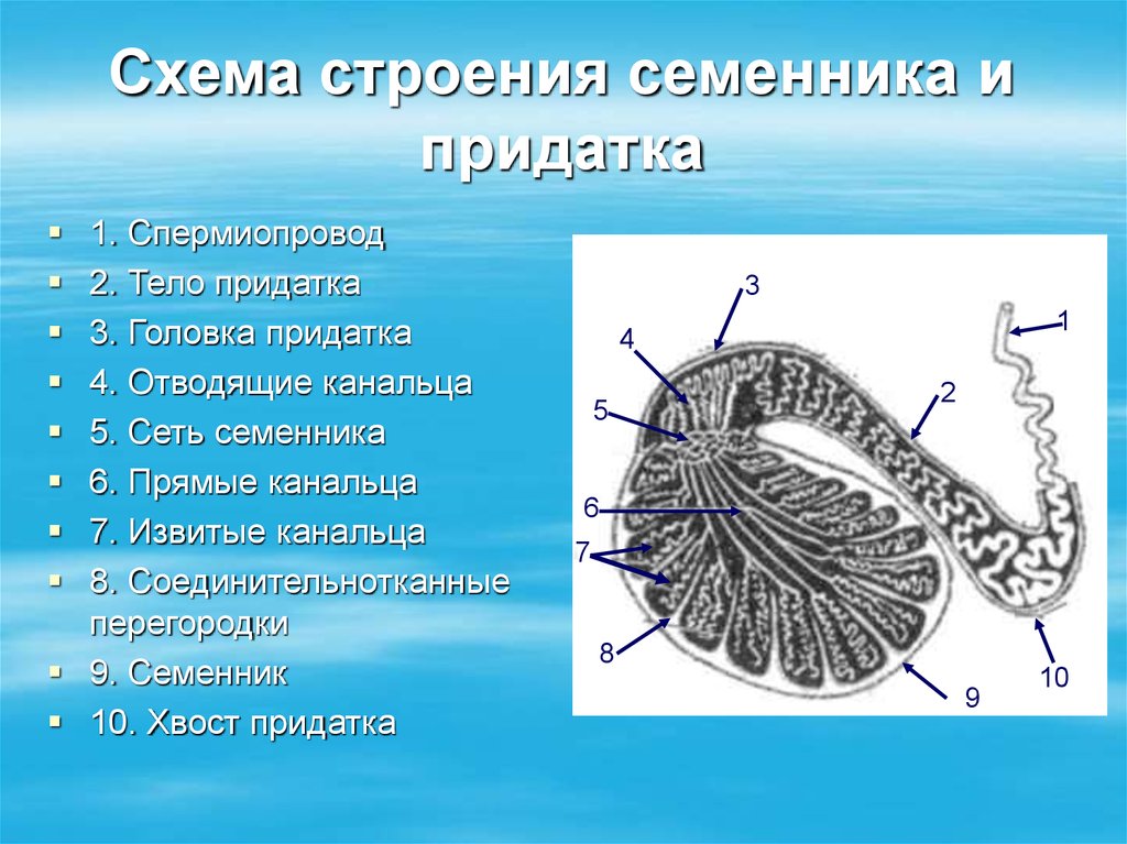 Презентация на тему половые органы