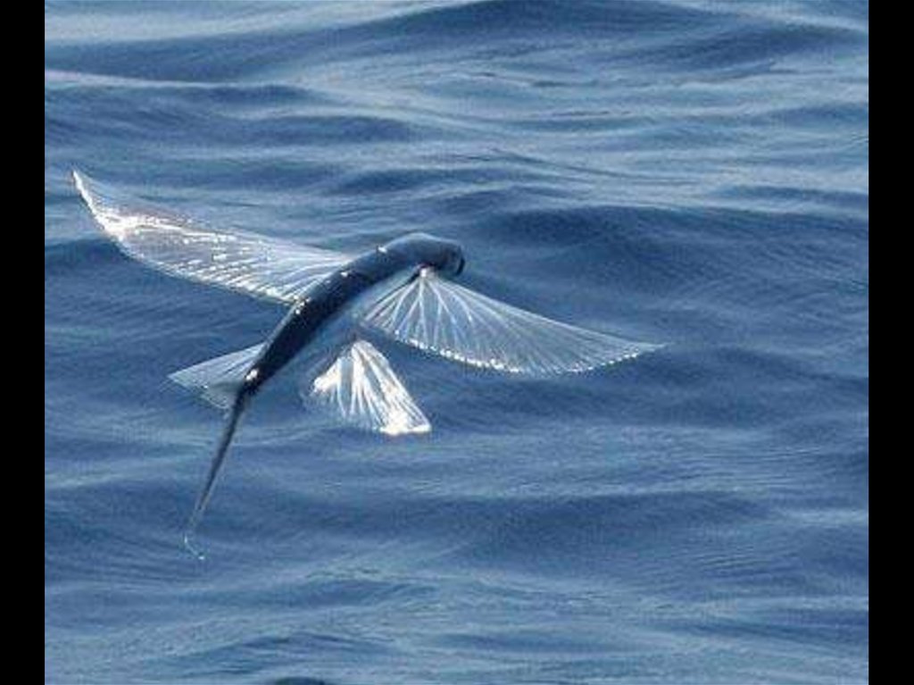 Крылья летучей рыбы. Четырехкрылая летучая рыба. Двукрылая летучая рыба. Летающая рыба. Летучие рыбы Атлантического океана.
