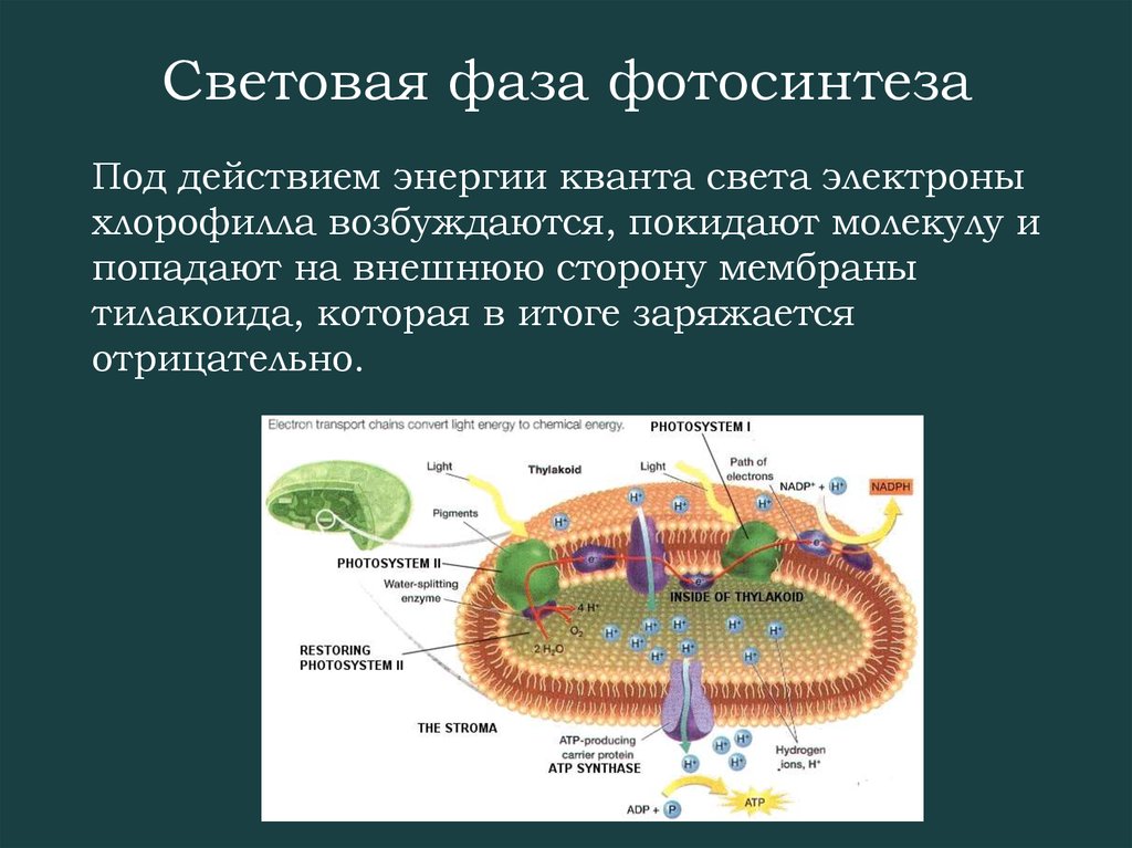 В световую фазу фотосинтеза происходит образование. Световая фаза фотосинтеза фотосистемы 1 и 2. Фотосинтез в тилакоидах. Фотосинтез 10 класс биология световая фаза. Фотосинтез на мембранах тилакоидов.