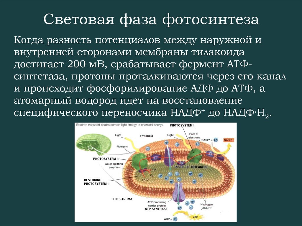 Атф в процессе фотосинтеза. Фотосинтез мембрана тилакоида. Световая фаза на мембране тилакоидов. Мембрана тилакоида световая фаза. Световая фаза фотосинтеза на мембране тилакоида.