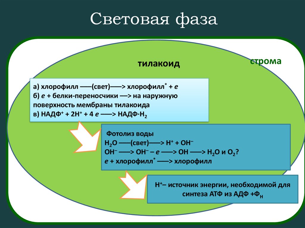 Световая стадия темновая стадия. Фотосинтез световая фаза схема тилакоида. Световая и темновая фаза фотосинтеза. Фазы фотосинтеза световая фаза. Этапы фотосинтеза.