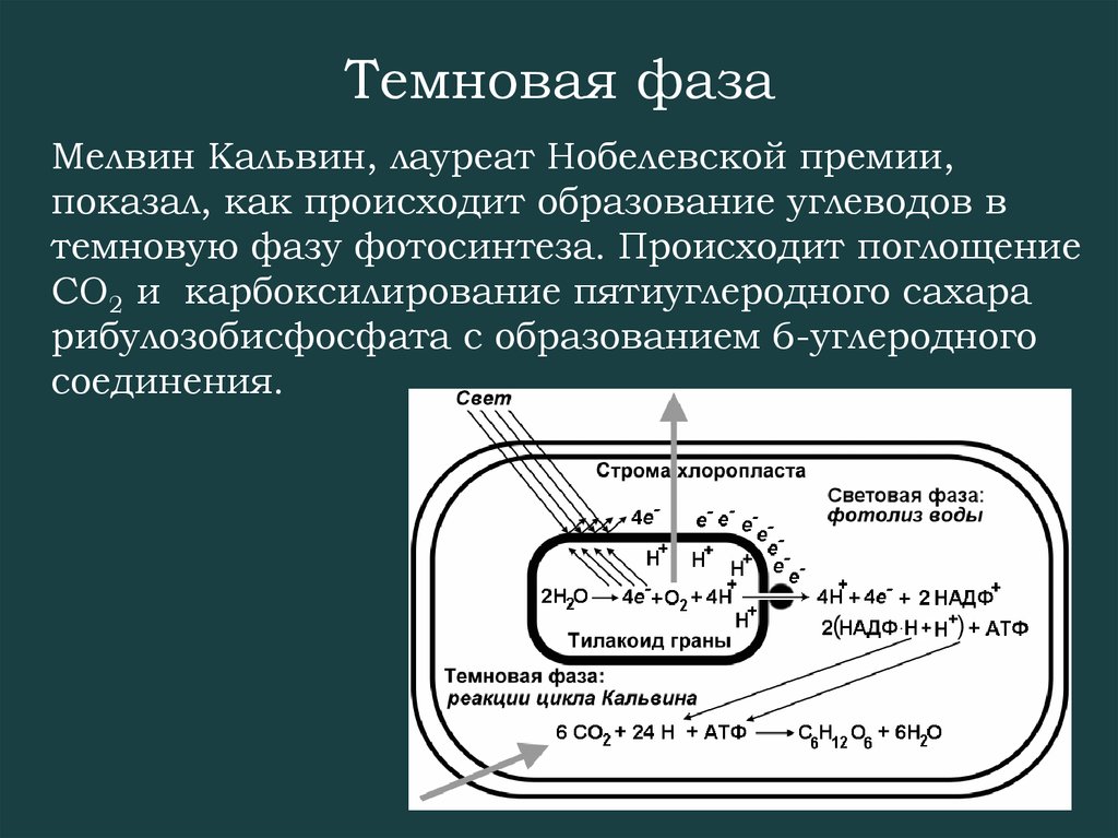 Темновая стадия. Темновая фаза цикл Кальвина. Цикл Кальвина в фотосинтезе. Темновая фаза фотосинтеза схема. Световая фаза цикл Кальвина.
