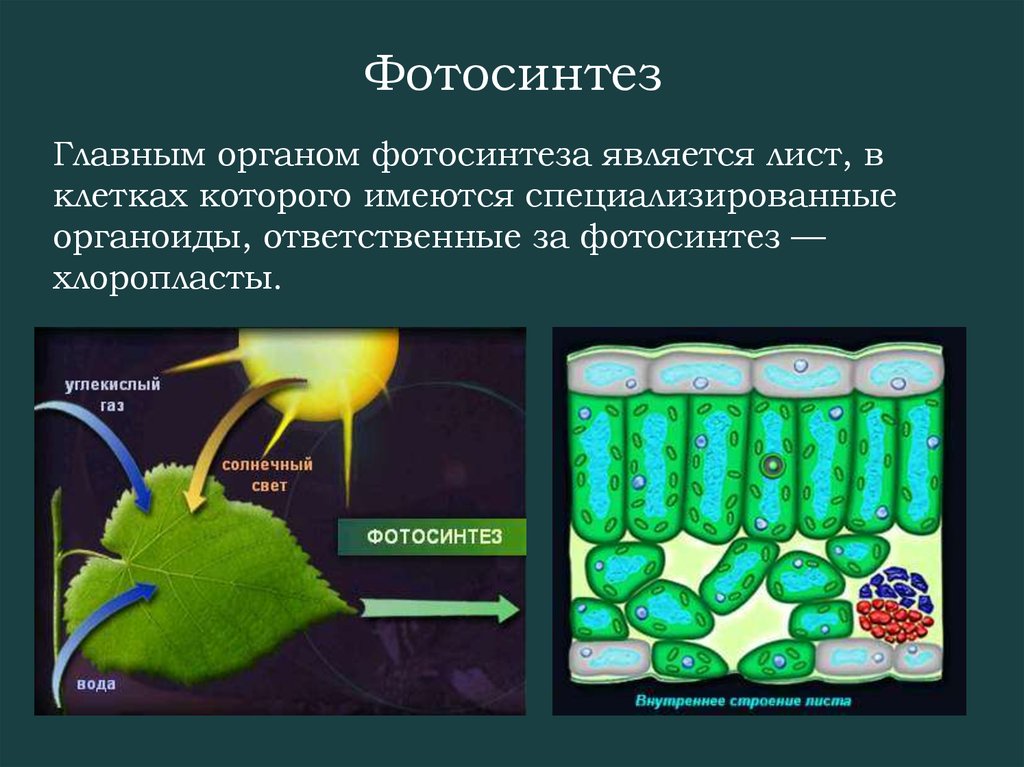 В каких органах растения протекает процесс. Фотосинтез. Лист орган фотосинтеза. Фотосинтез является. Строение фотосинтеза.
