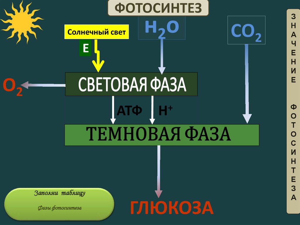 Световая фаза выделение кислорода