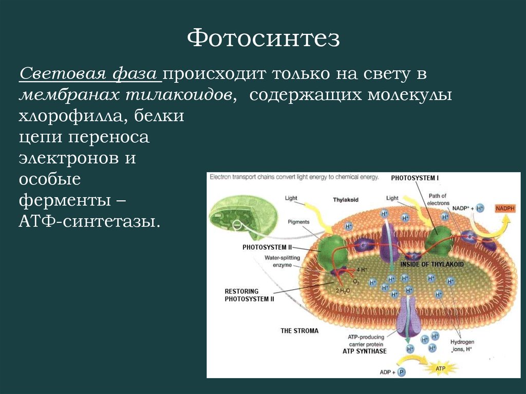 1 фотосинтез происходит в органах растения. Мембрана тилакоида процессы фотосинтеза. Световая фаза фотосинтеза на мембране тилакоида. Мембрана тилакоида световая фаза. Фотосинтез схема на мембране тилакоида.