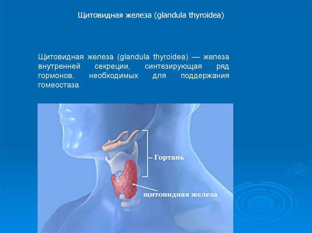 Щитовидная железа биология 8. Щитовидная железа презентация. Заболевания щитовидной железы презентация. Щитовидная железа (glandula thyroidea) развивается из:.