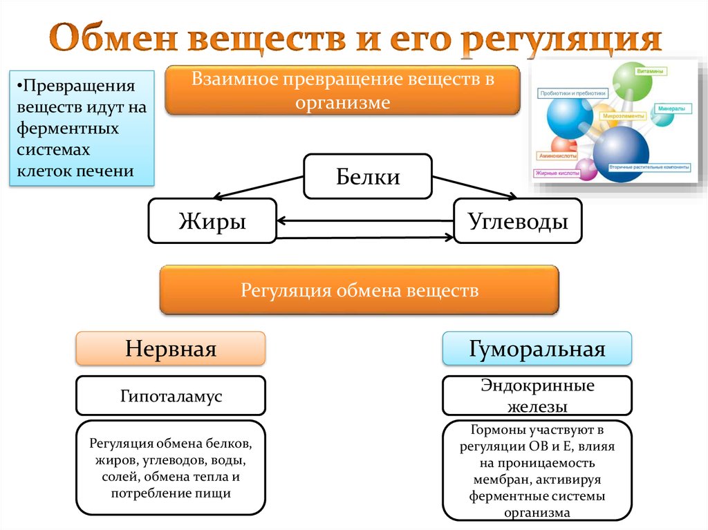 Перечислите функции обмена веществ. Схема превращения белков жиров углеводов в организме. Обмен веществ и энергии обменные процессы в организме. Обмен веществ в организме человека схема. Схема превращение веществ в организме человека.