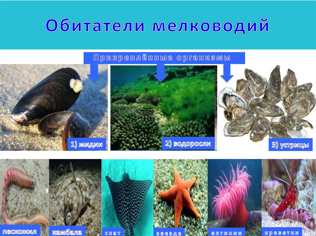 Презентация биологии 5 класс жизнь организмов в морях и океанах 5 класс