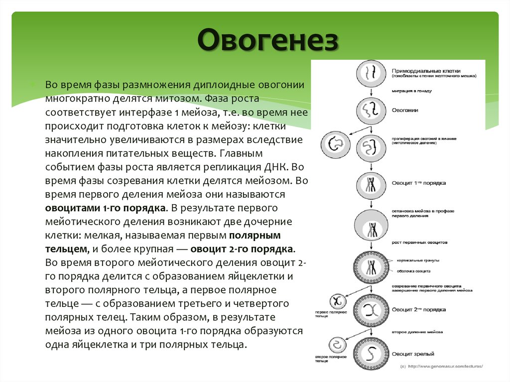 Схема овогенеза гистология