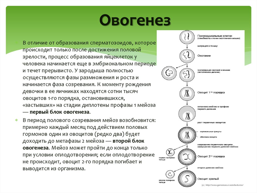 Стадии овогенеза рисунок