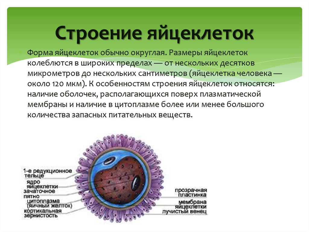 Как называется яйцеклетка. Описание яйцеклетки человека. Характеристика строения яйцеклетки. Строение яйцеклетки женщины. Схема строения яйцеклетки.