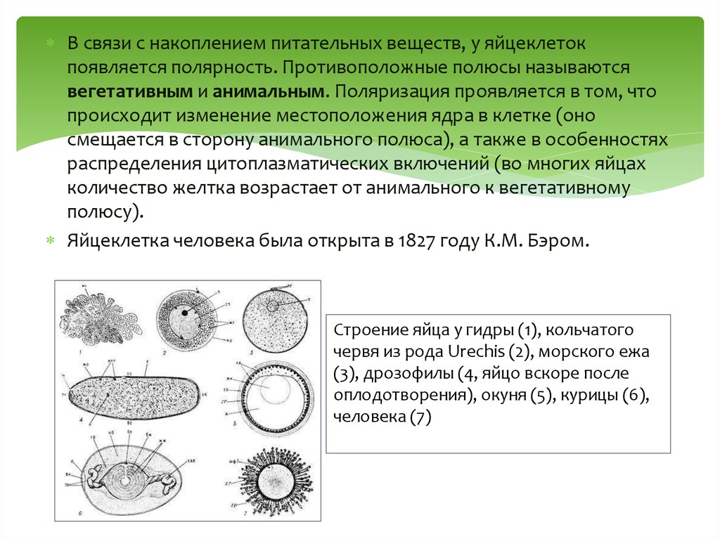 Овогенез дрозофилы