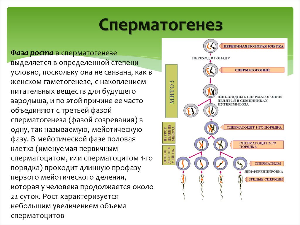 Группы половых клеток. 2. Гаметогенез. Сперматогенез. Гаметогенез сперматогенез овогенез. Усиленная фаза роста сперматогенез. Этапы стадии роста сперматогенез.