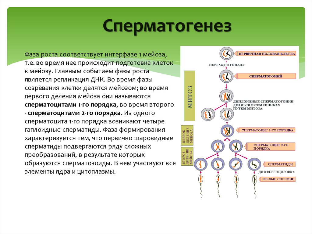 Тест по мейозу 10 класс. Усиленная фаза роста сперматогенез. Сперматогенез зона созревания. Фаза созревания овогенеза. Таблица гаметогенез сперматогенез овогенез.