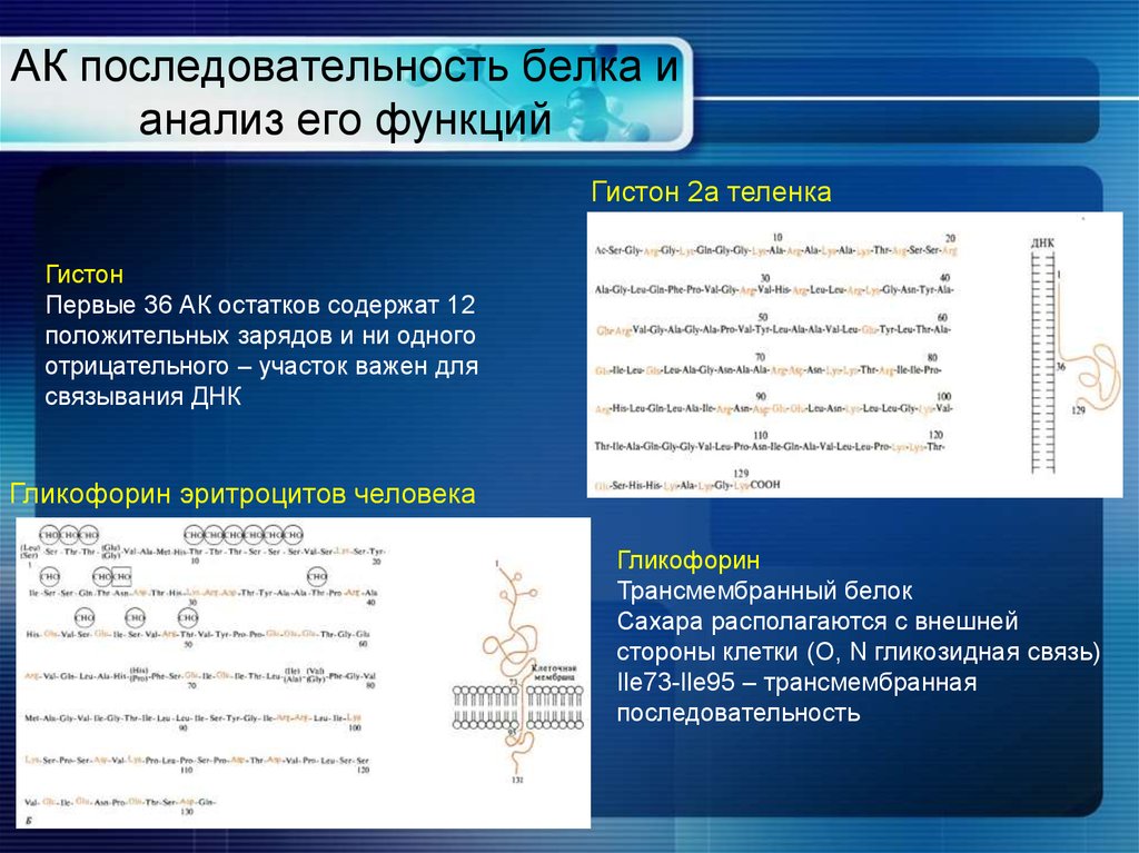 Функция первичной структуры. Белковая последовательность. Последовательность белка. Структура белков анализ. Последовательность образования белков.