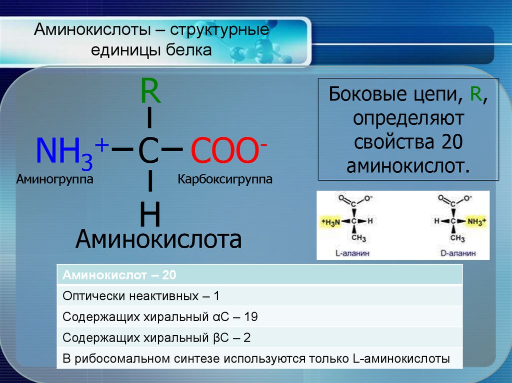 Аминокислоты аминогруппа карбоксильная группа. Аминокислоты структурные. Структурные единицы белков. Аминогруппа аминокислот. Строение аминокислот.