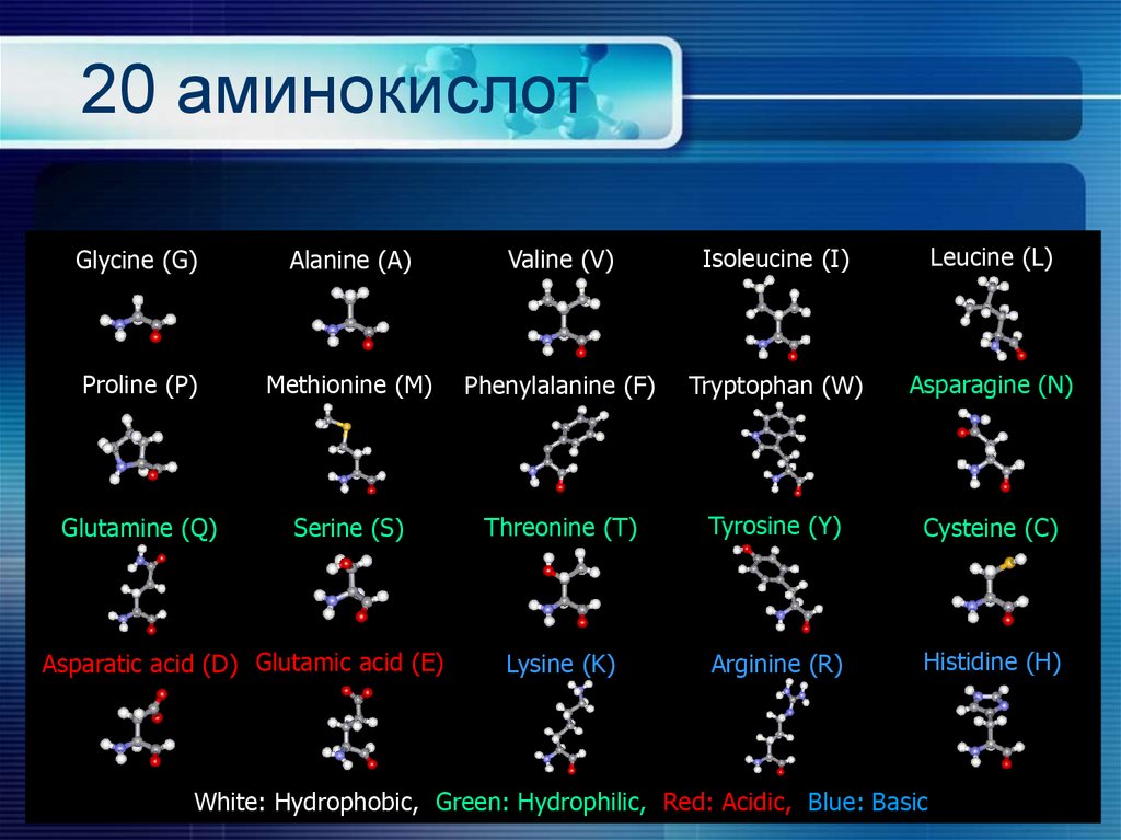 Главные аминокислоты. Строение 20 аминокислот. 20 Белковых аминокислот формулы. Структурные формулы 20 аминокислот. Аминокислоты 20 основных формулы.