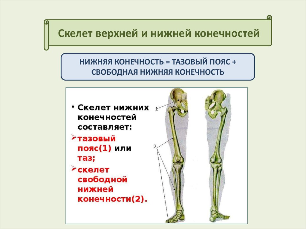 Скелет верхней конечности человека пояс конечностей