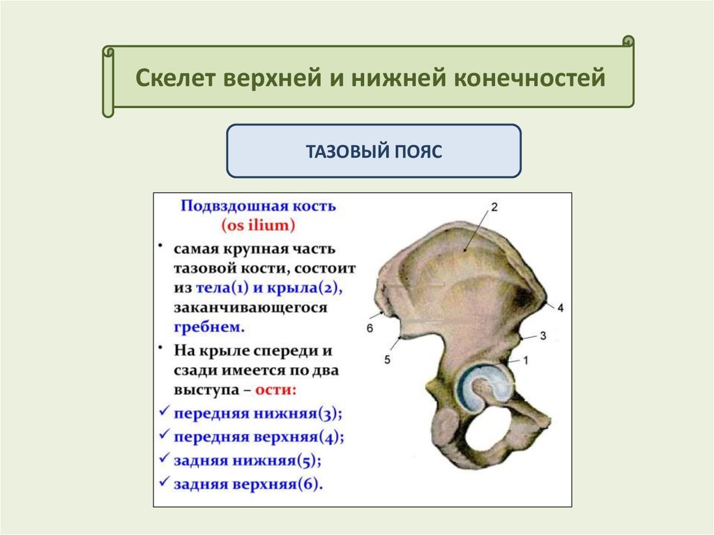 Из каких костей состоит задняя конечность