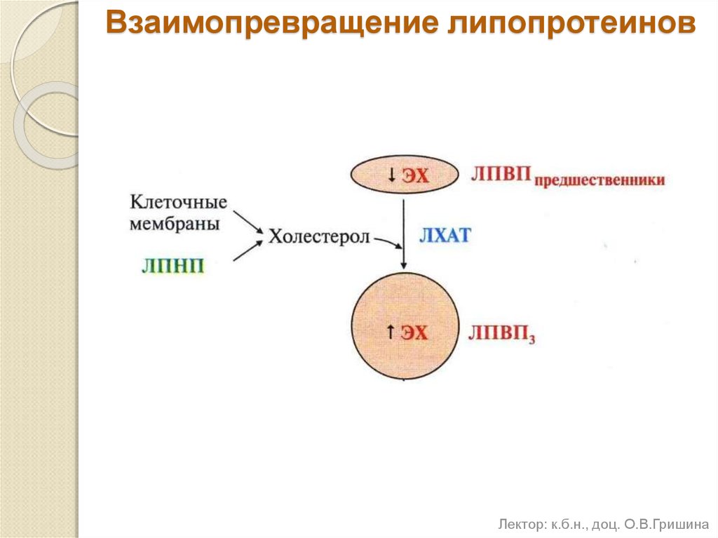 Схема лхат реакции