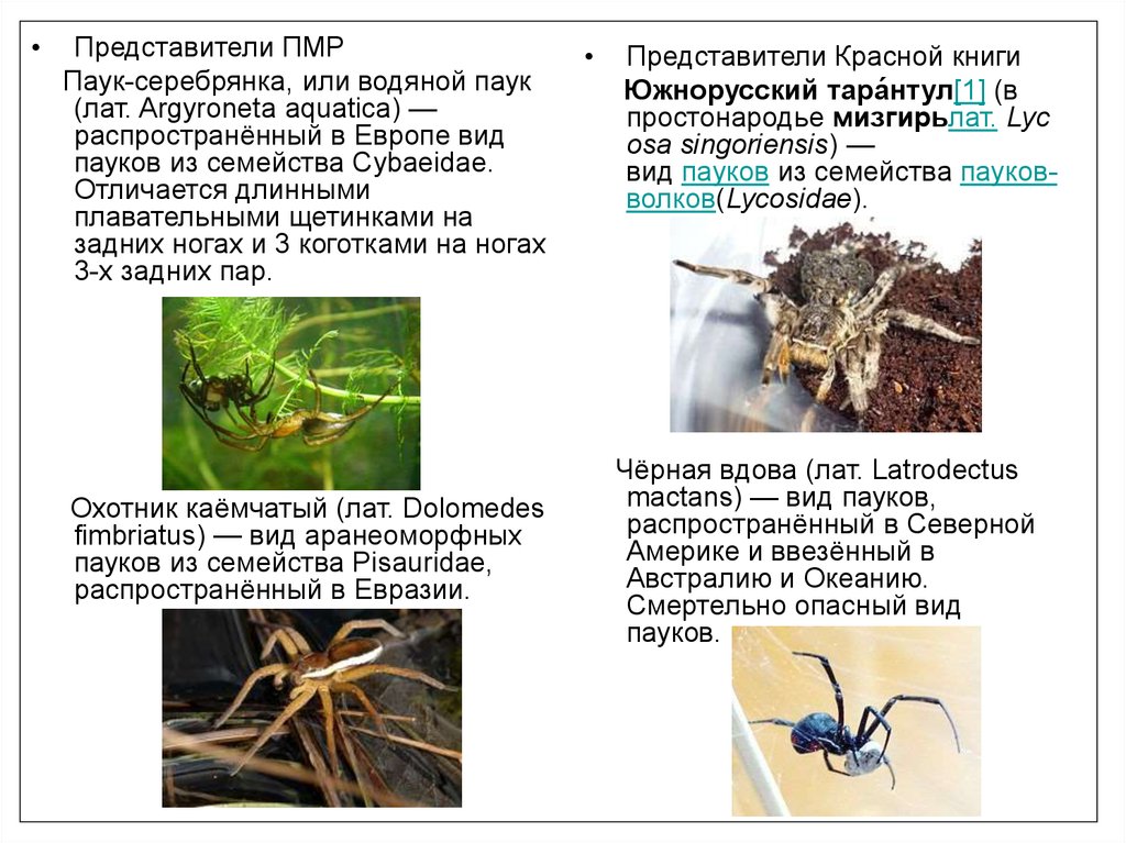 Тип членистоногие презентация